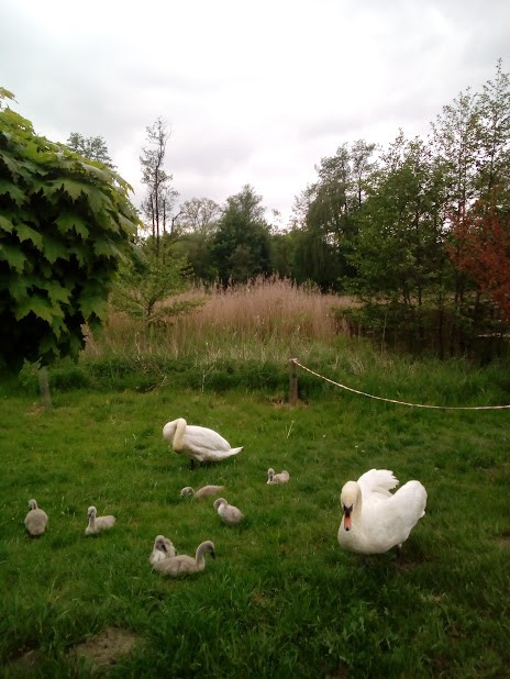 livebirdspoland_39b42d90e28cb6fd6391357ee50618db.jpg