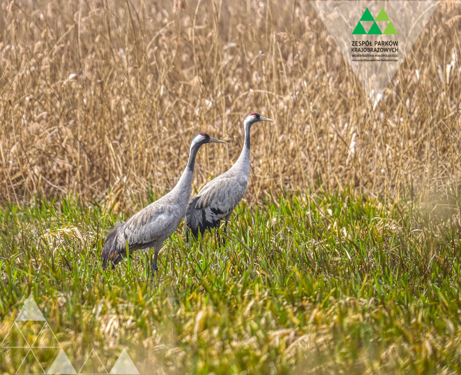 livebirdspoland_5ac5381f460f3d34d31d206cb7f8a6c3.png