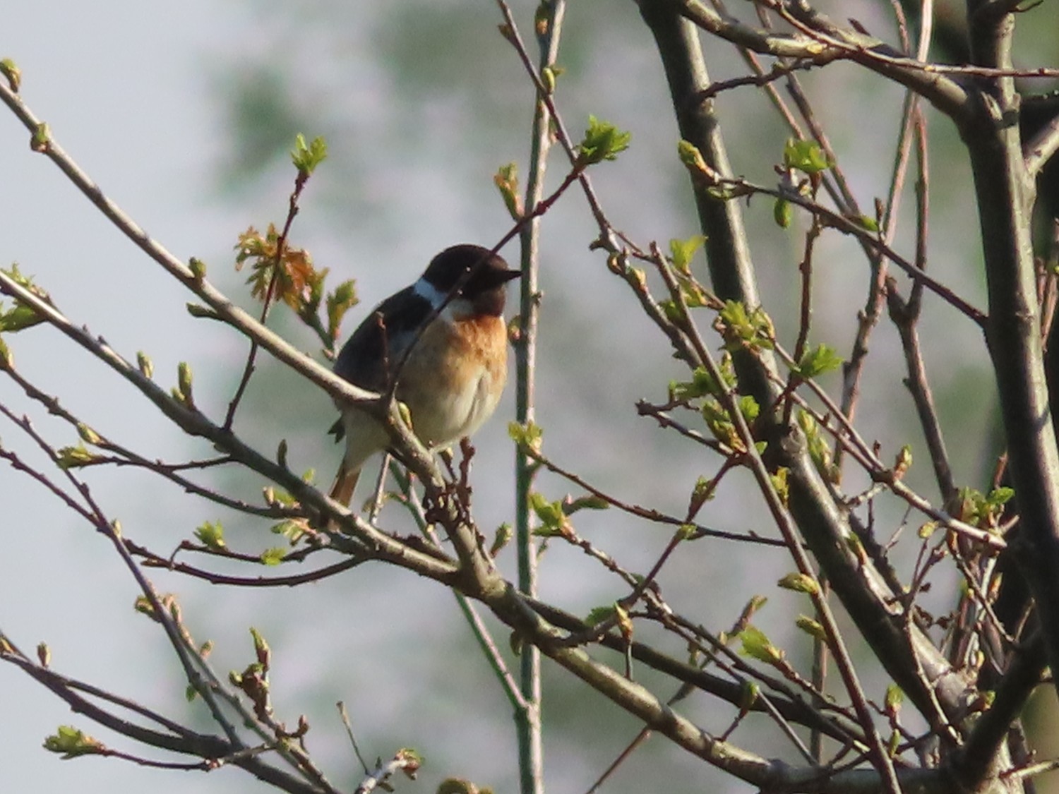 livebirdspoland_6b90c3838bb6bfbfc1faf76c5eda9848.jpg