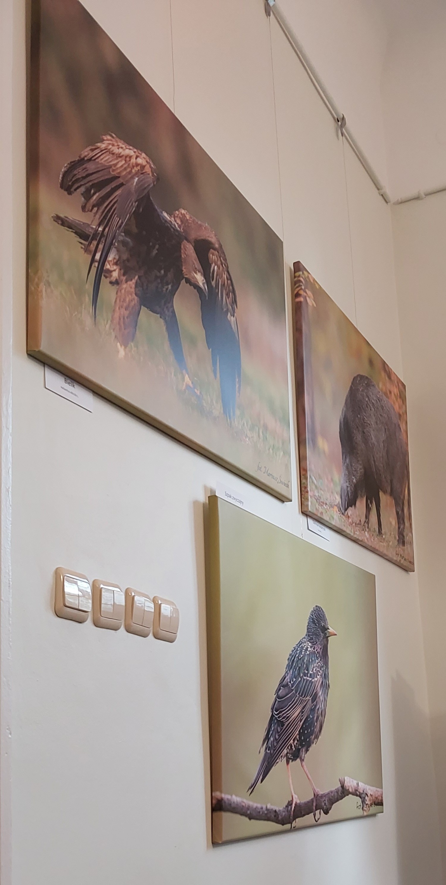 livebirdspoland_f04733ef48d61f86aaa2a12f12cf1092.jpg
