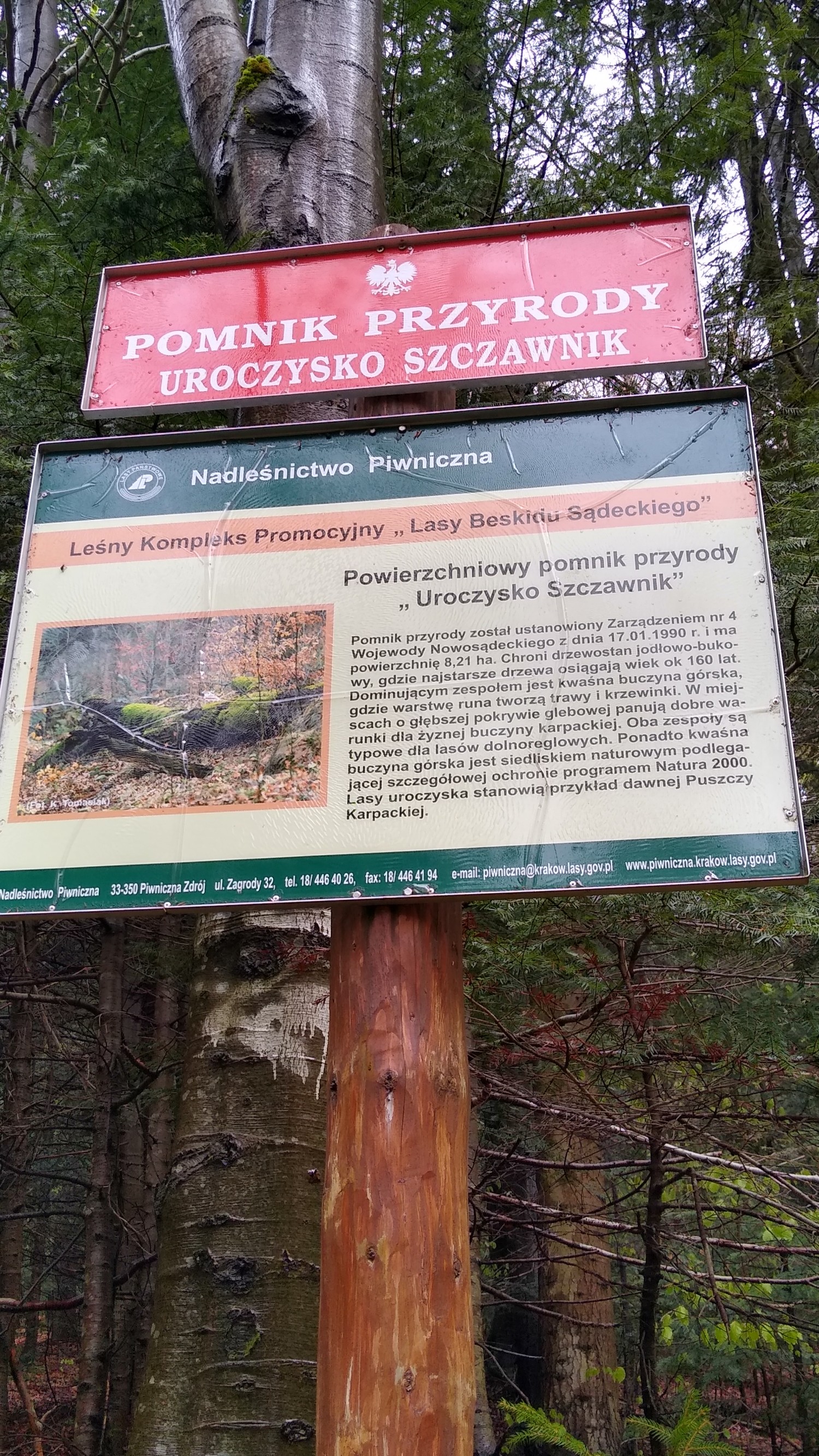 livebirdspoland_87481b422415aeb0d4988ecec99243c1.jpg