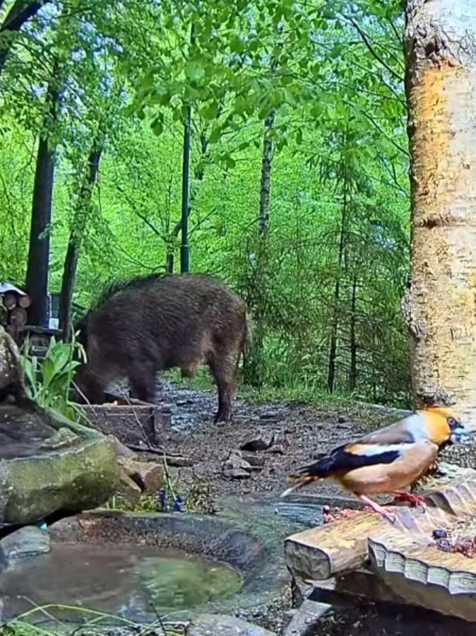 livebirdspoland_4c3476807f2d589d012b5a92faefaa5b.jpg