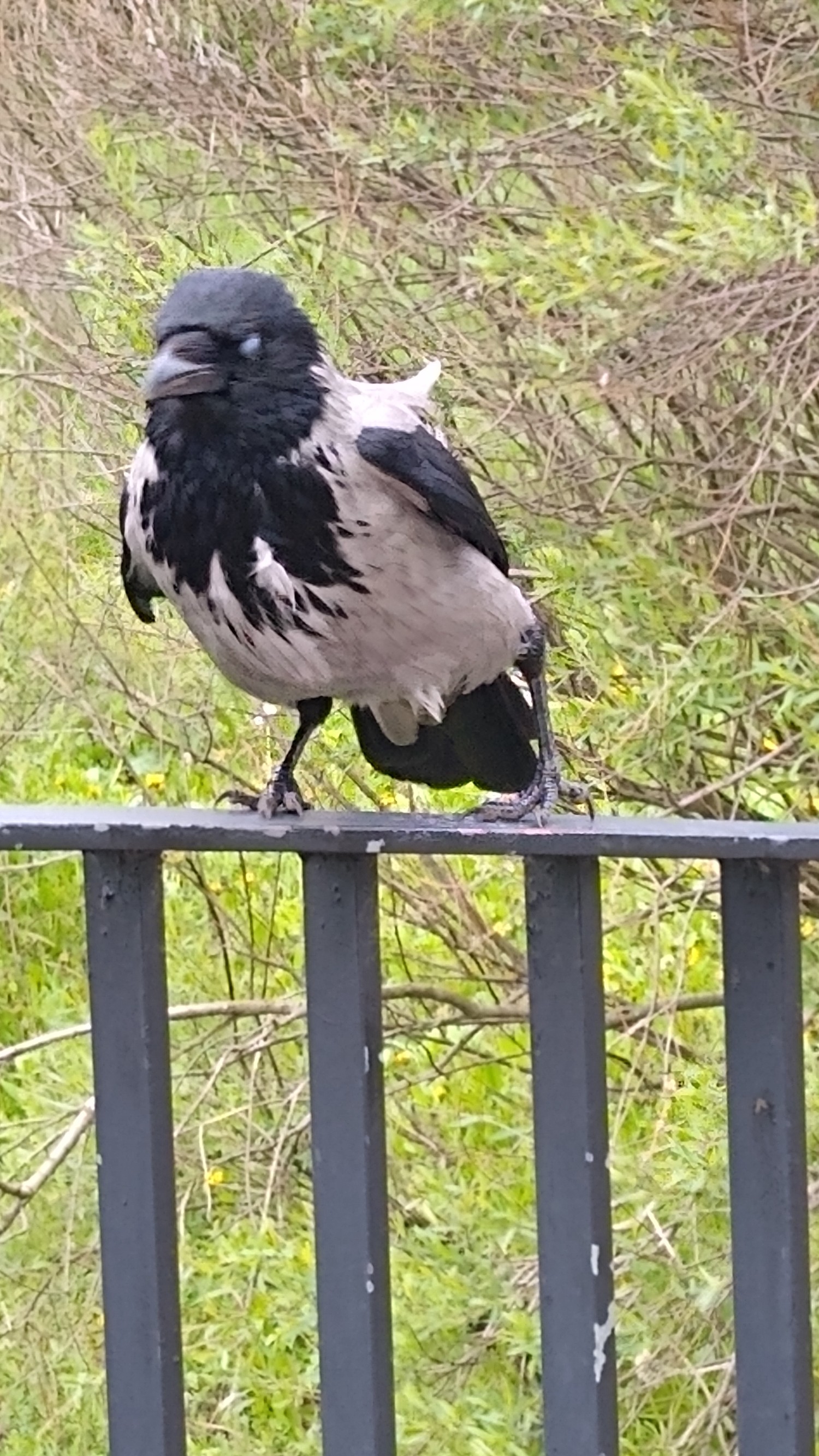 livebirdspoland_e57fadb212c78fe65278b067e3ecefd3.jpg