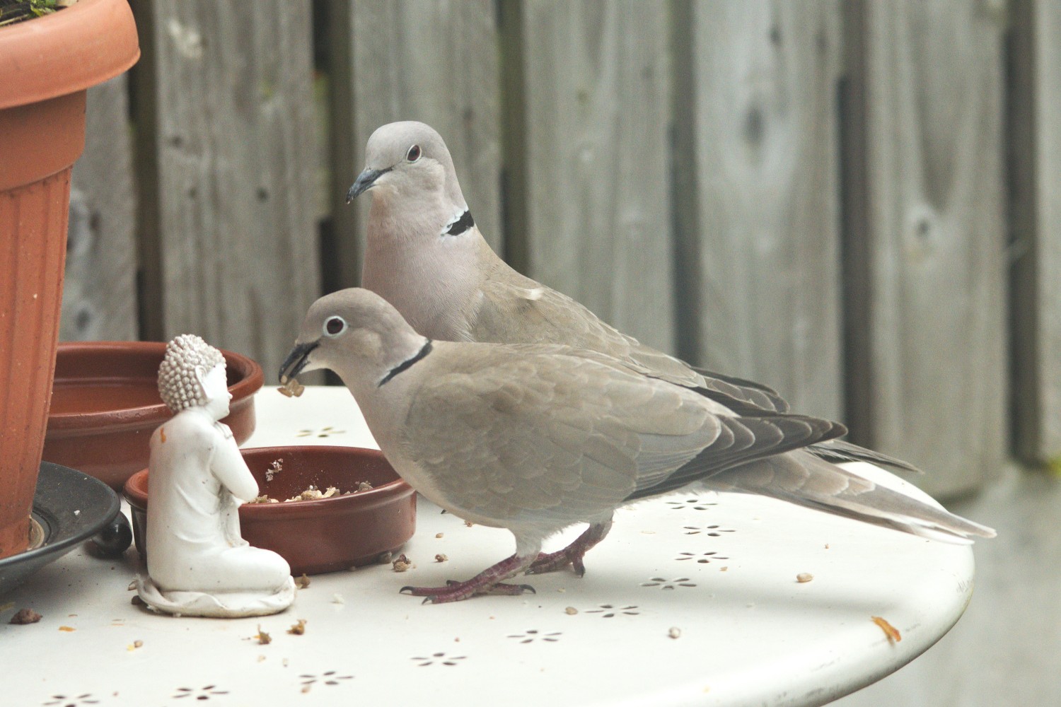livebirdspoland_4148037e1ac98267206bea9c11deb4c1.jpg
