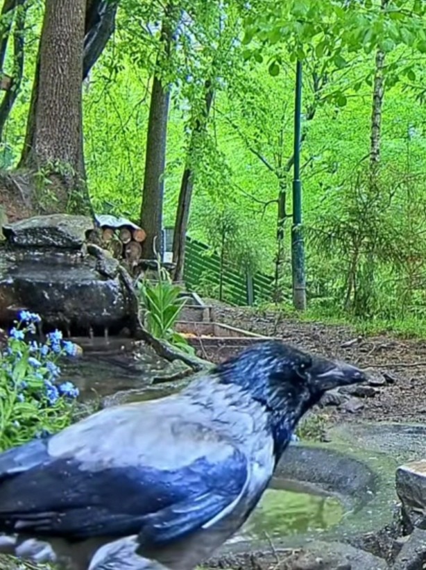 livebirdspoland_b8fcd3d16e5bfb69aef1cf93b1b6c744.jpg