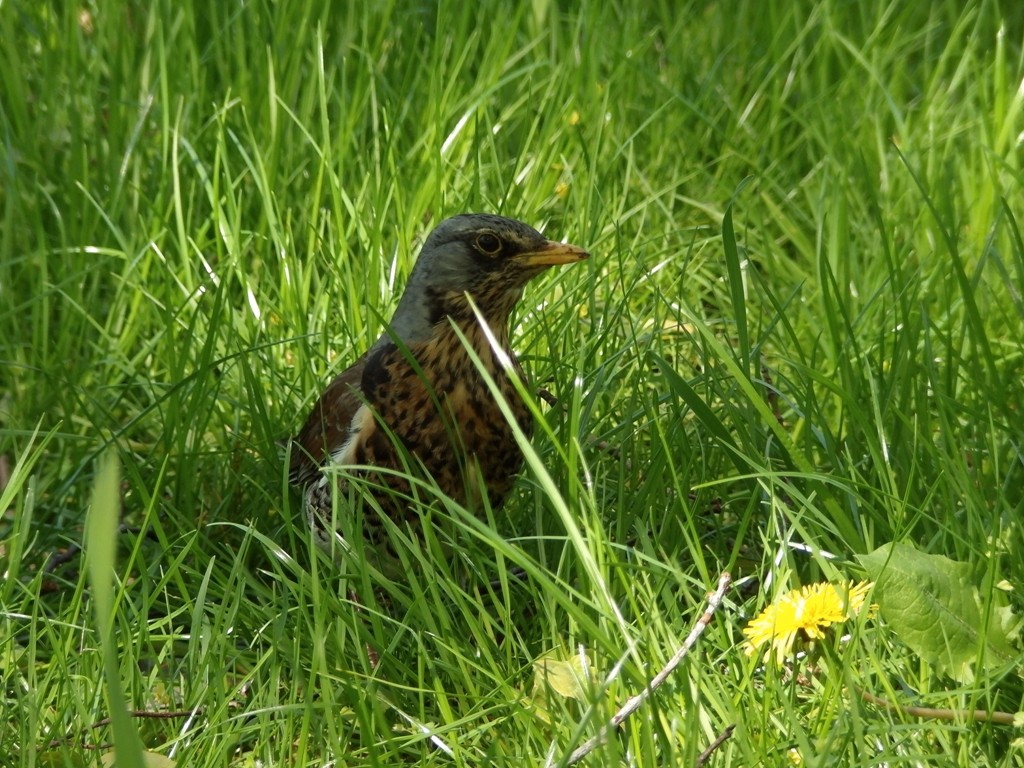 livebirdspoland_b1a59cd9d82beefb825675531257fc7c.jpg