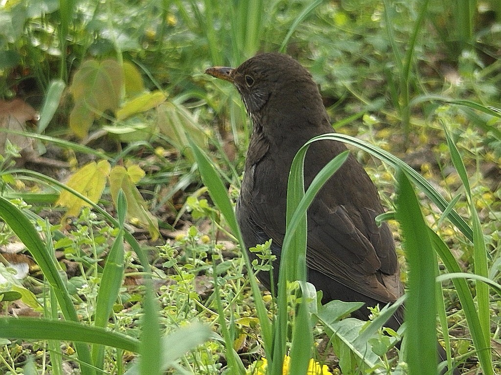 livebirdspoland_52f479d60b14b191e8f5a30cb7631584.jpg