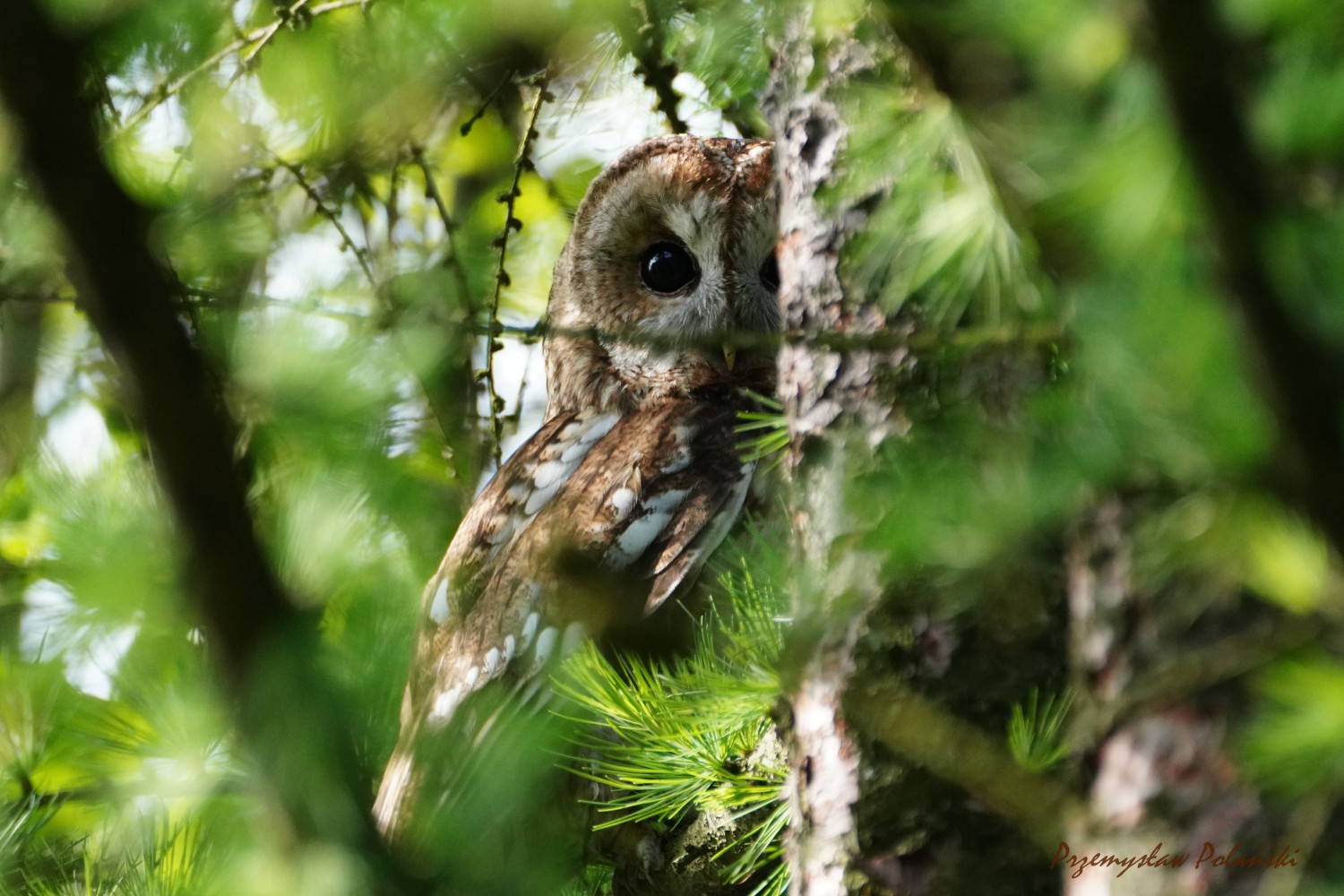 livebirdspoland_4c801fff98e5f2e73422fc894b0c6631.jpg