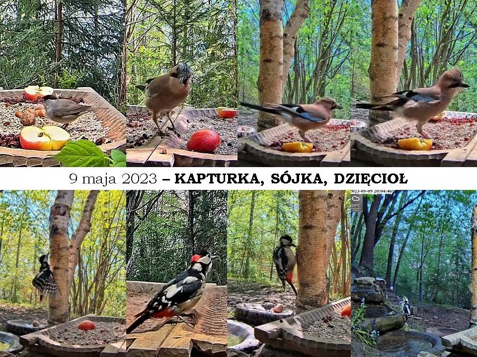 livebirdspoland_02b9b711c30d719f72d2d3b7607c7296.jpg