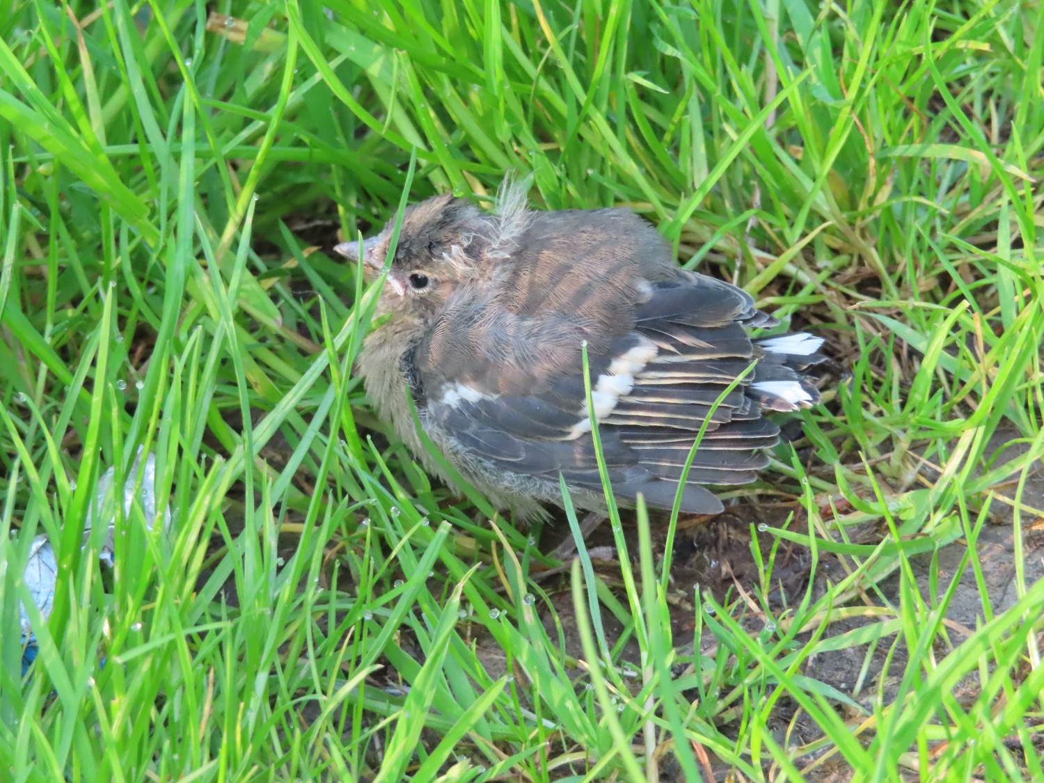 livebirdspoland_0eac3f7898333535b2e365cd5d0454e0.jpg