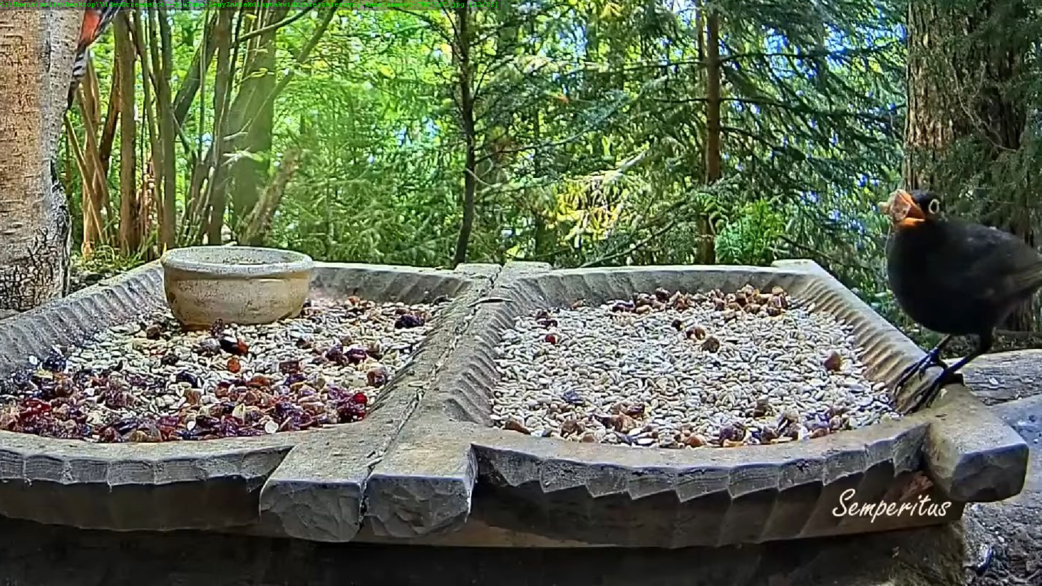 livebirdspoland_bc7a3b891ac7e8bb8b11fd2942f57d49.png