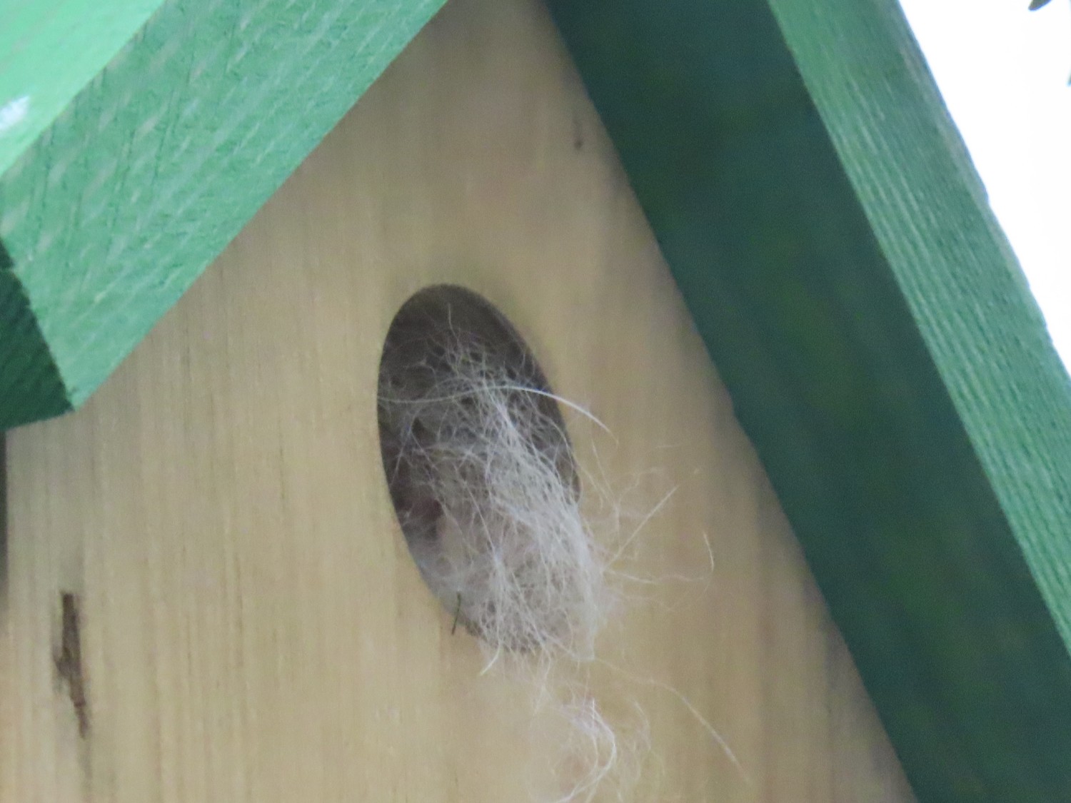 livebirdspoland_14f6c698a7a9b0690c8b3e58ee47c35d.jpg