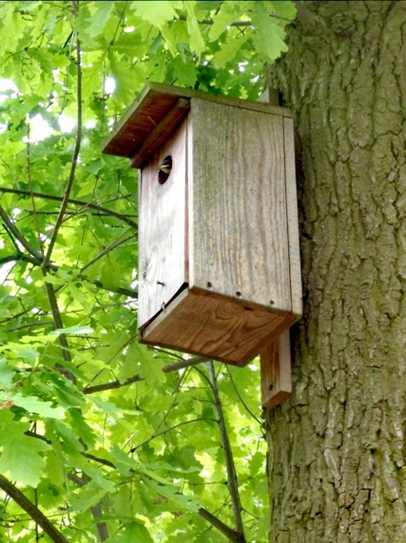 livebirdspoland_9d0474880b6b1c234c2882243dcd80ea.jpg