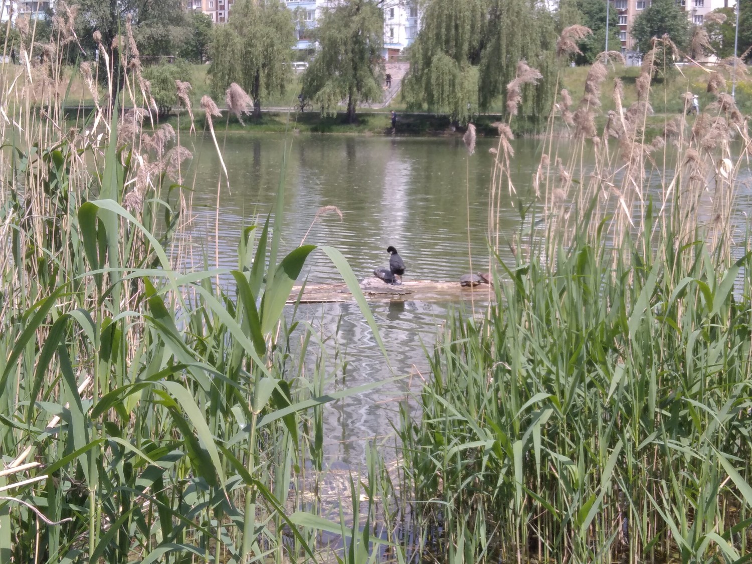 livebirdspoland_e9ca6ce9d331636a84ec1dfb11087a4d.jpg