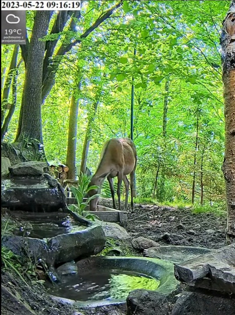 livebirdspoland_560822ab1706dd65229c61c2c001fdeb.jpg