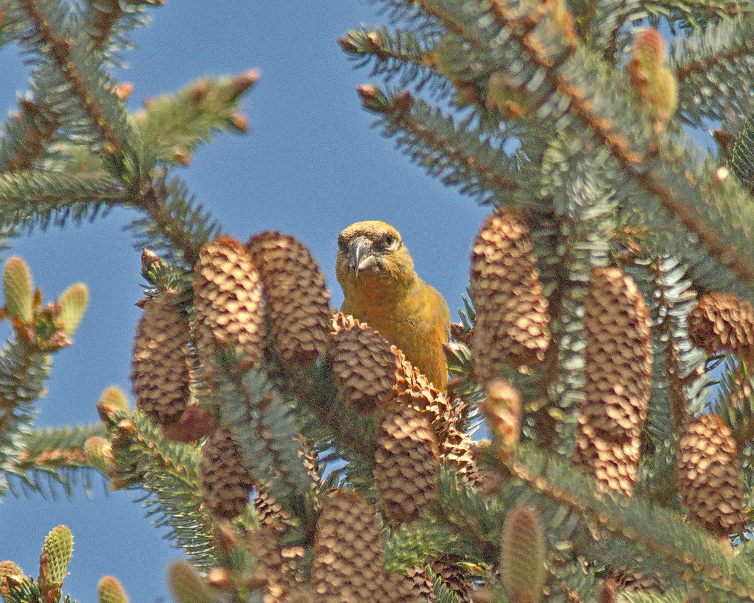 livebirdspoland_b6d65f4b324a915d12d343af8a8fb3f9.jpg
