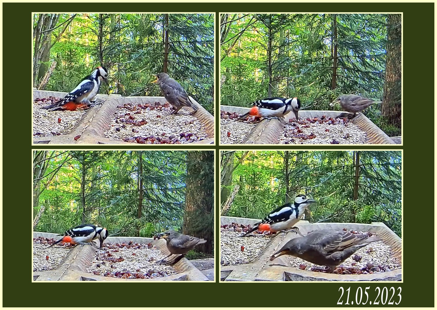 livebirdspoland_5a0aa2dd9c8ae206f23c0e8233229281.jpg