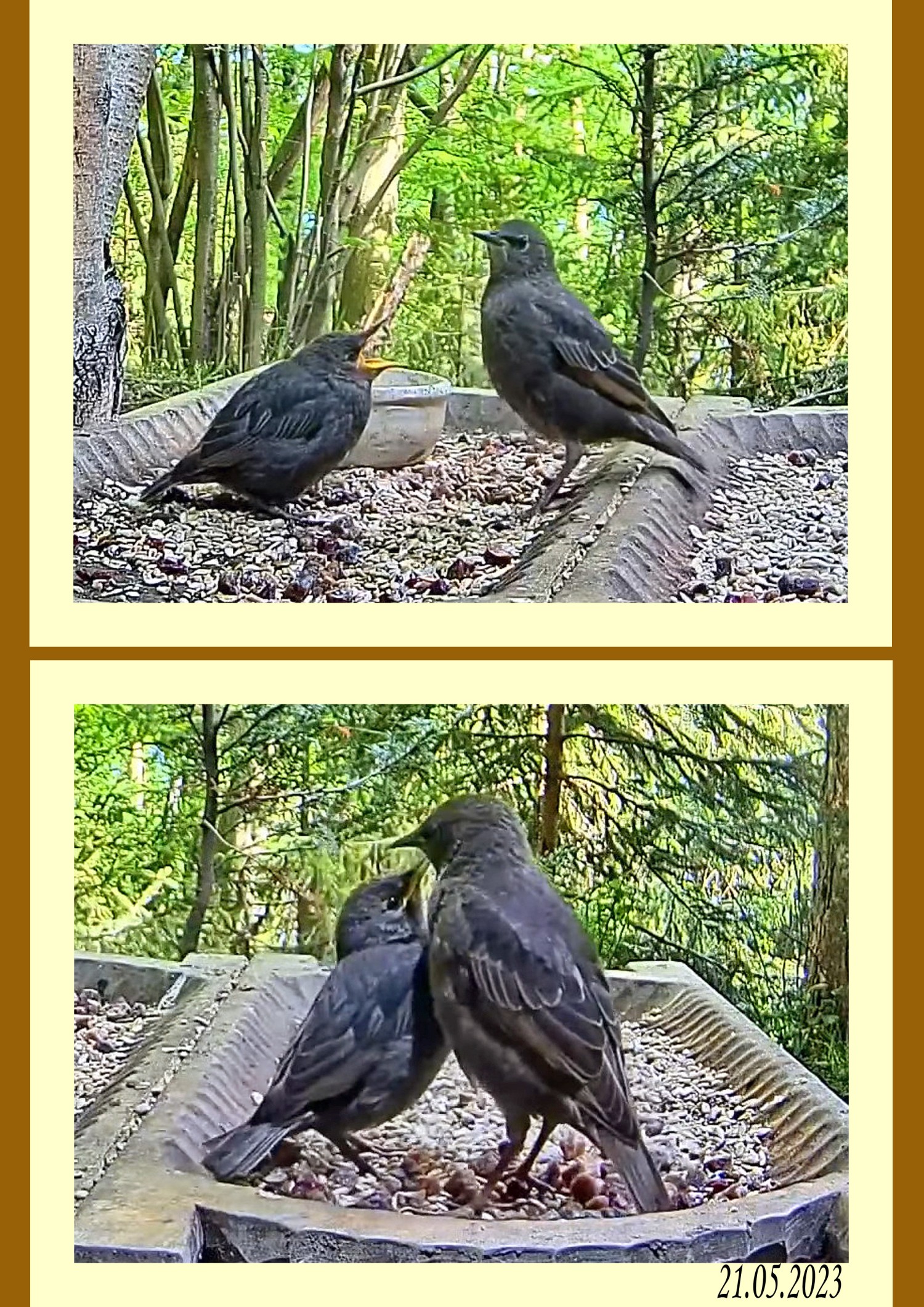 livebirdspoland_df67d422b79fcd9d36ec7b534d96b349.jpg