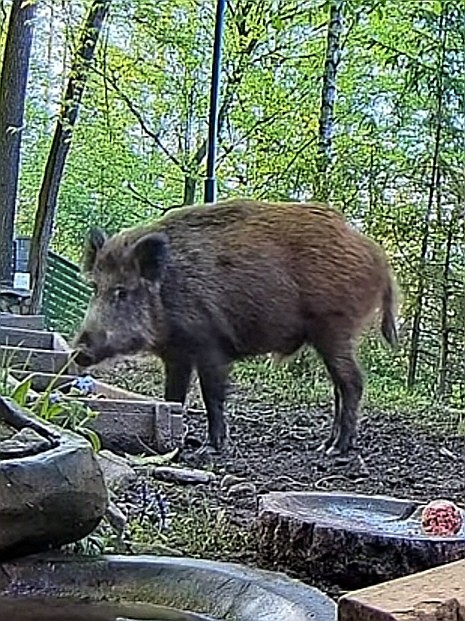 livebirdspoland_819edbb146f8a1a238622aa480414e03.jpg