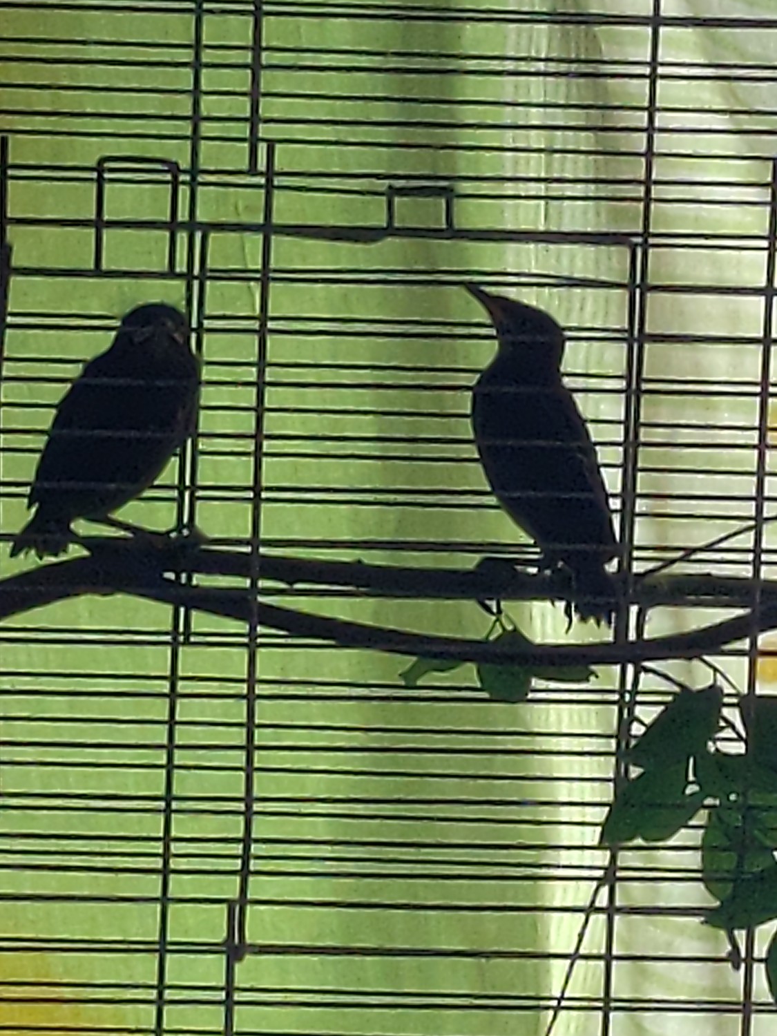 livebirdspoland_cac7644e14b0170bdae124d2388cc725.jpg