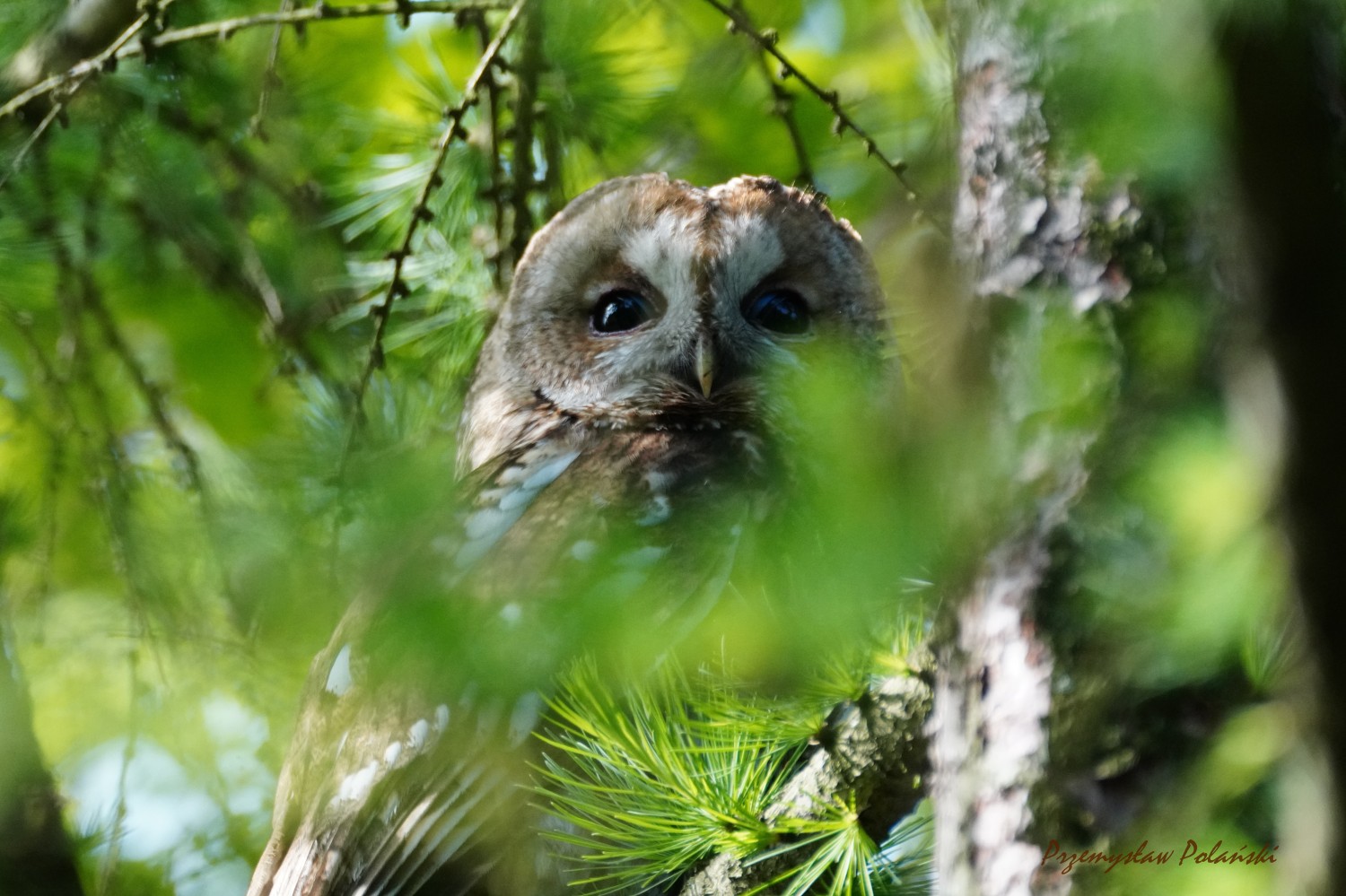 livebirdspoland_f6bb50e9e71bb0047fb927bb5f8089ba.jpg