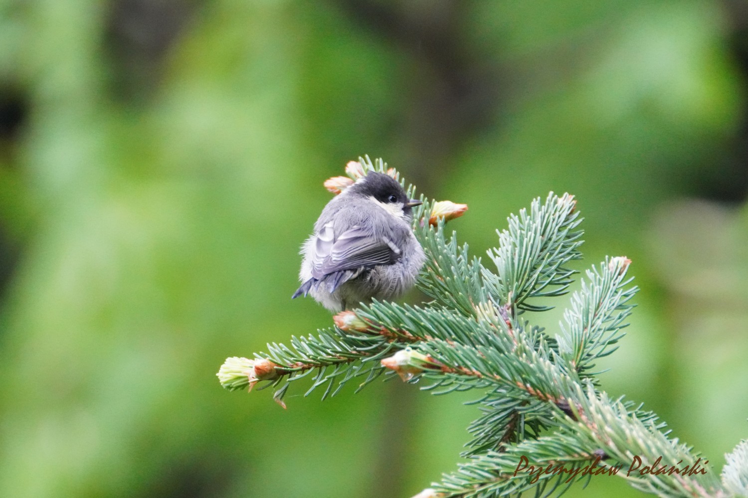 livebirdspoland_14cf3e0f979ce0aae38b09eb601fa3ec.jpg