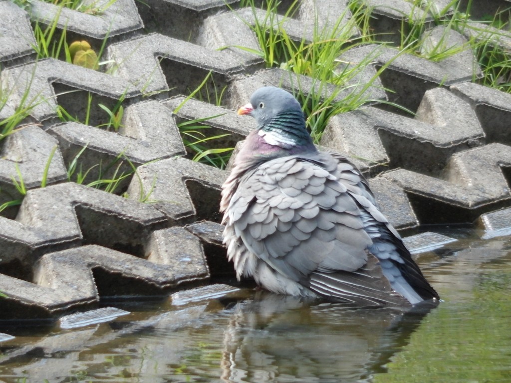 livebirdspoland_31333bbffd455883c0ca7785030ce18e.jpg