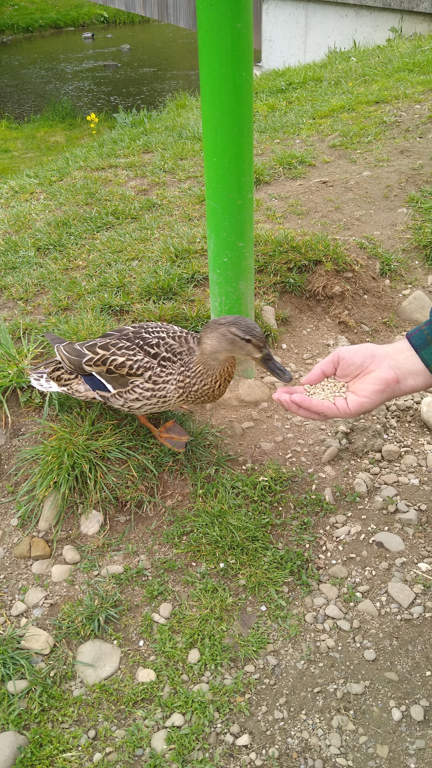 livebirdspoland_9279a2dc98ccad64c4f914cf7770726e.jpg