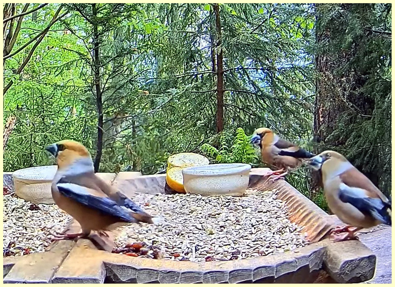livebirdspoland_7b54392990cfed72af5f1a02c4f85b21.jpg