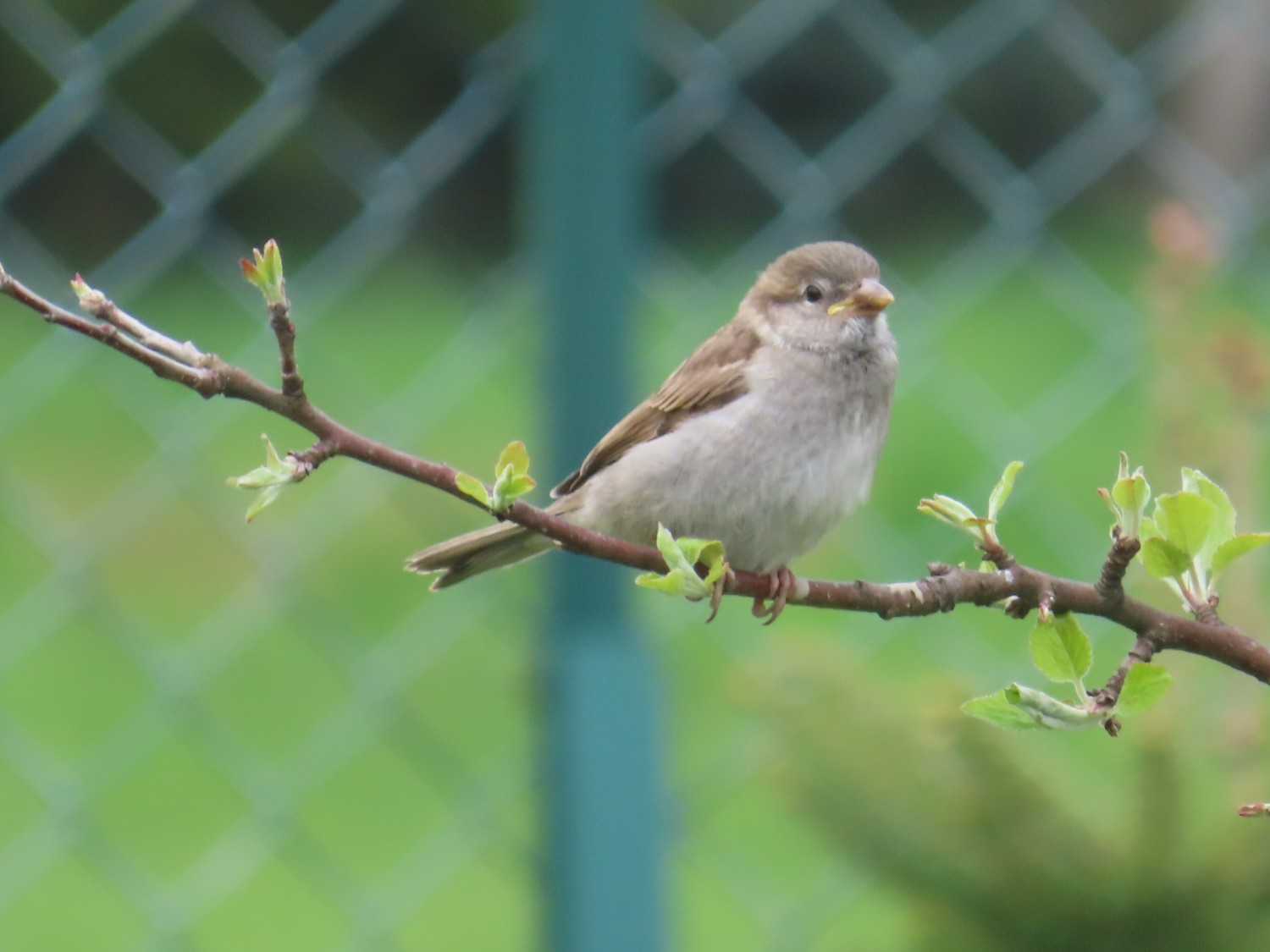 livebirdspoland_43eb3c5f980fd2acb4cf3c4e1ddef827.jpg