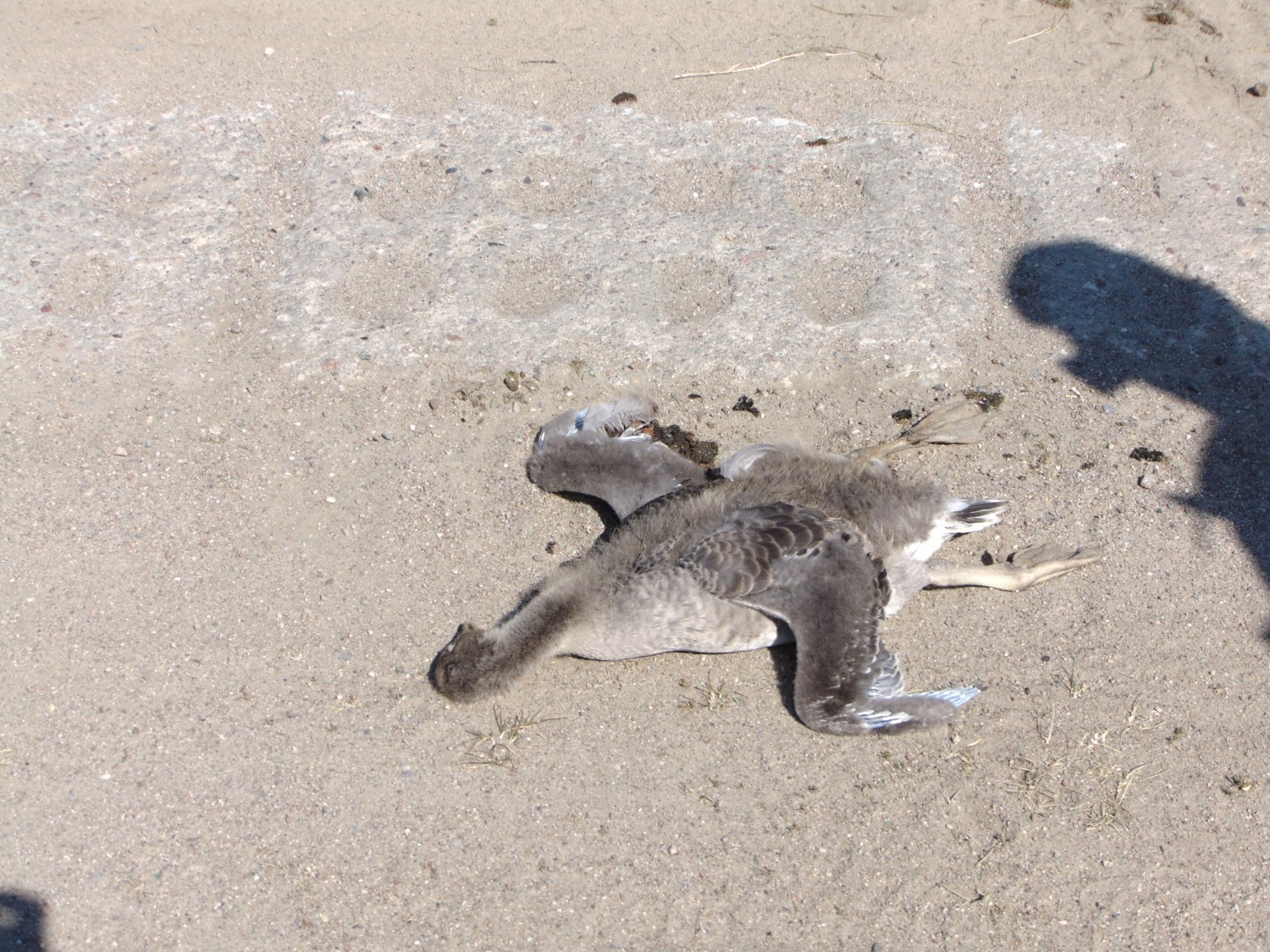 livebirdspoland_63e61e33d9c06713fa20fcfe1bf564fc.jpg