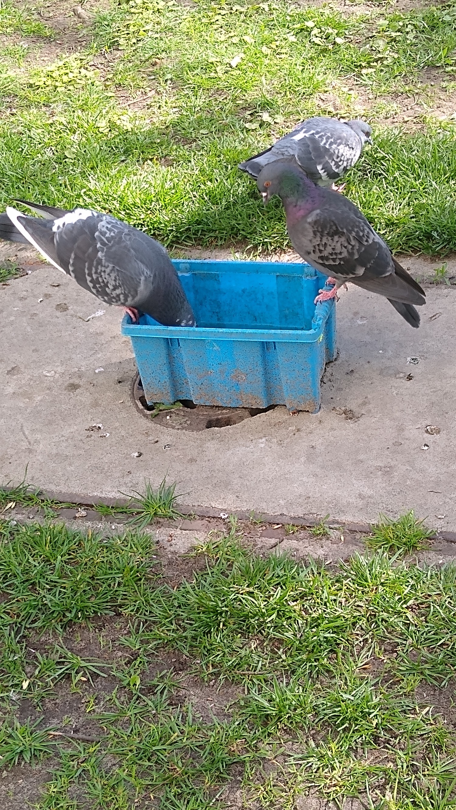 livebirdspoland_c774a996335e9510f916b872e3530bed.jpg