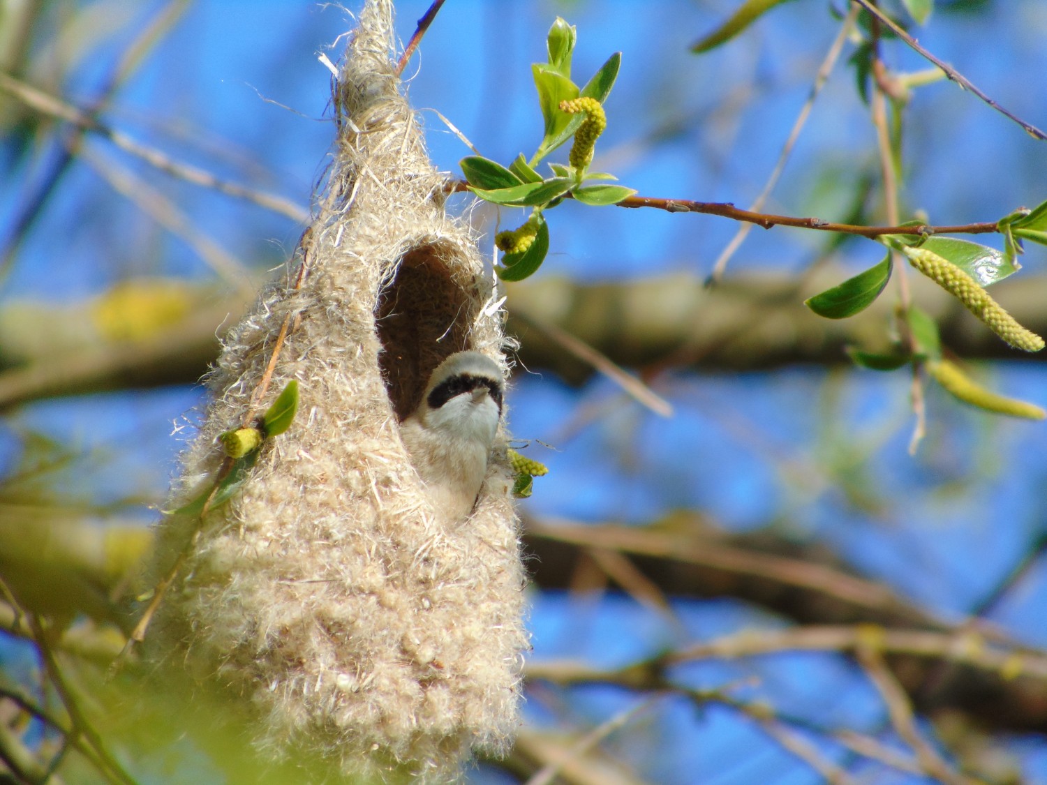 livebirdspoland_d53942e50f99f5073a673c1f6255e028.jpg