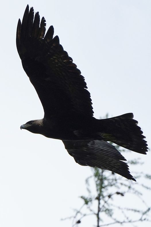 livebirdspoland_e377bf7dddb3e57c22ac23311b40bf0c.png