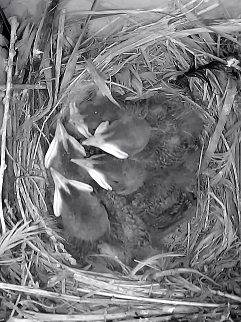livebirdspoland_1637b03f33f00213df1dffd0c5d8459a.jpg