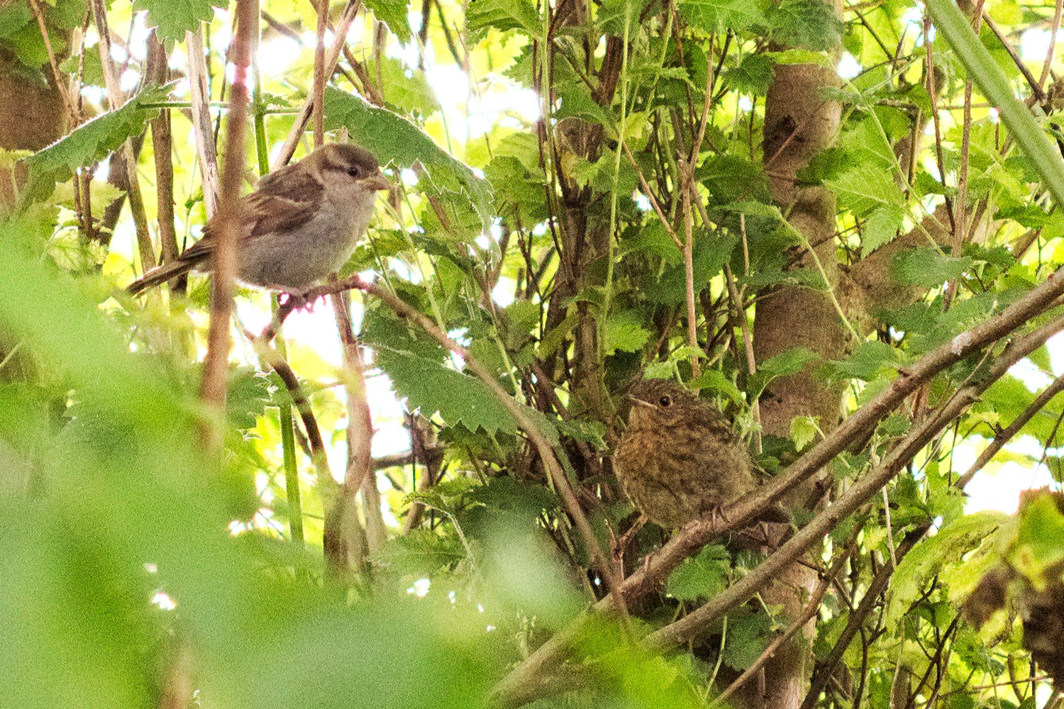 livebirdspoland_0fccf8e61955aaeee43e78306e629eb3.jpg