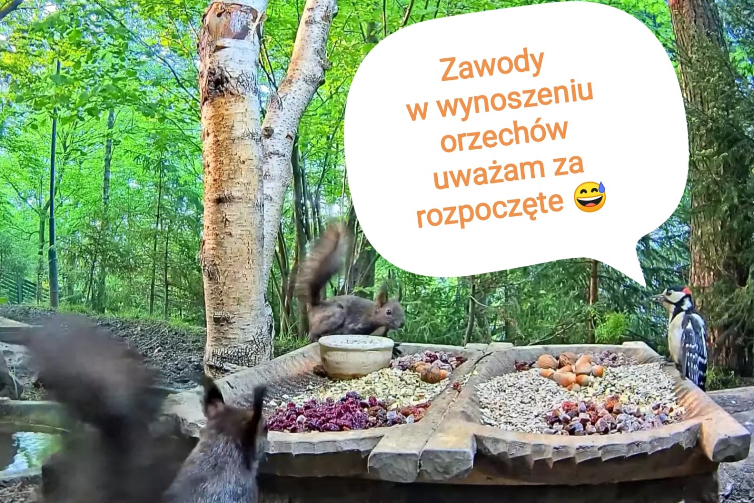 livebirdspoland_5f7f84ecfdc2adb33b9eeff0df15ce55.jpg