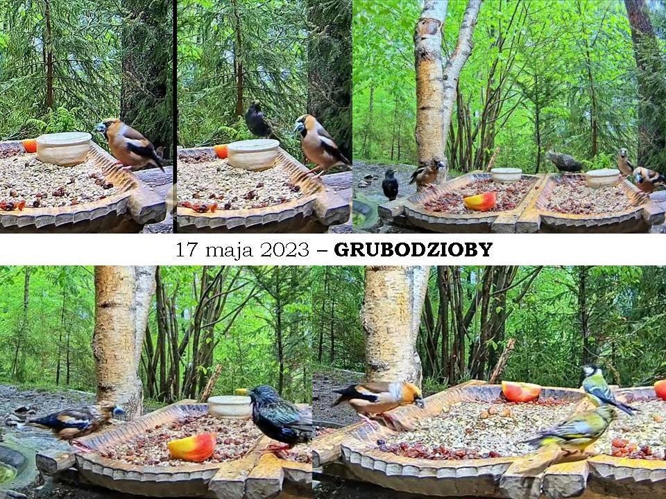 livebirdspoland_eafa0dd1c7d815b42230f0c4f9fc29f7.jpg