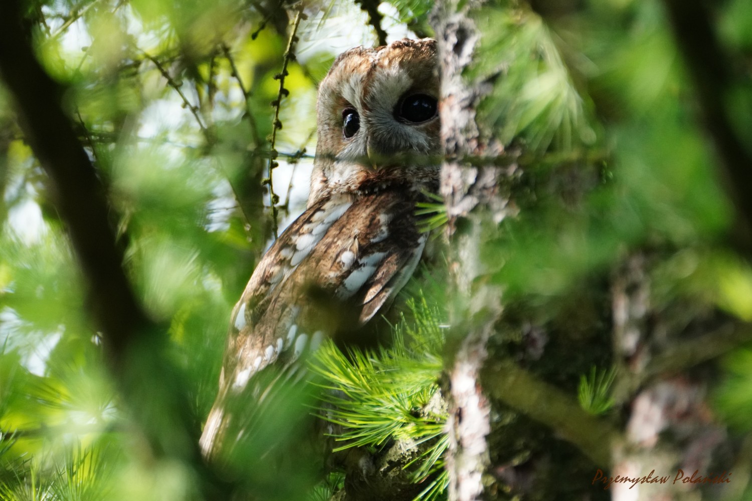 livebirdspoland_c4a4215d82d26a6b47c3adaa4009e143.jpg