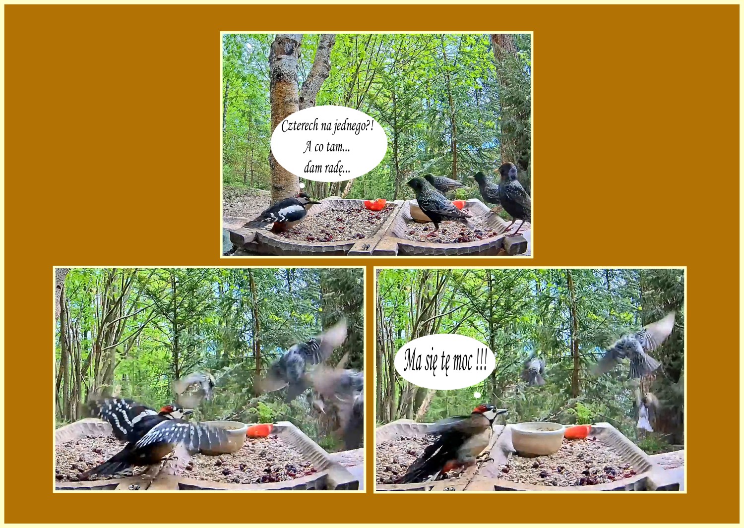 livebirdspoland_75da75a2da2ecb2b7357480c7882f64a.jpg
