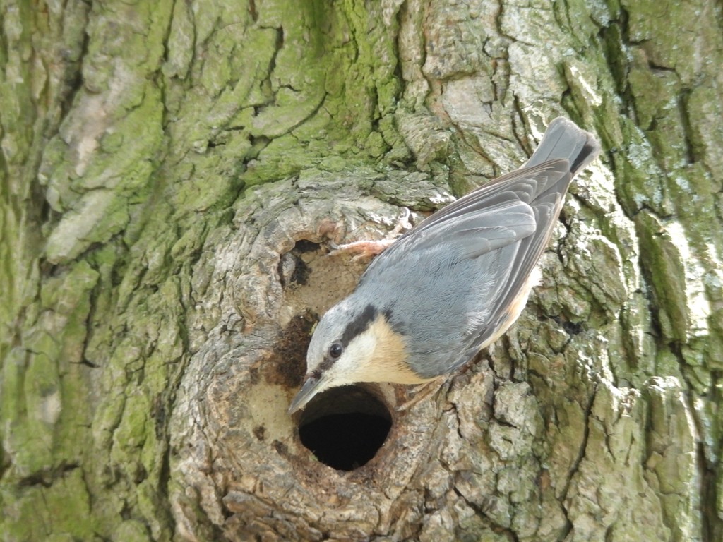 livebirdspoland_191e95eb494cf633143a2c7822ef1035.jpg