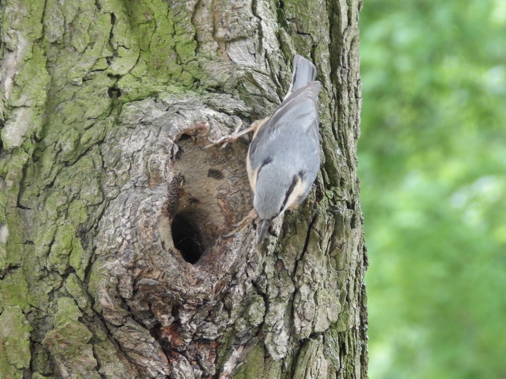 livebirdspoland_a1d886325f06d9dbed0615941ba186f2.jpg
