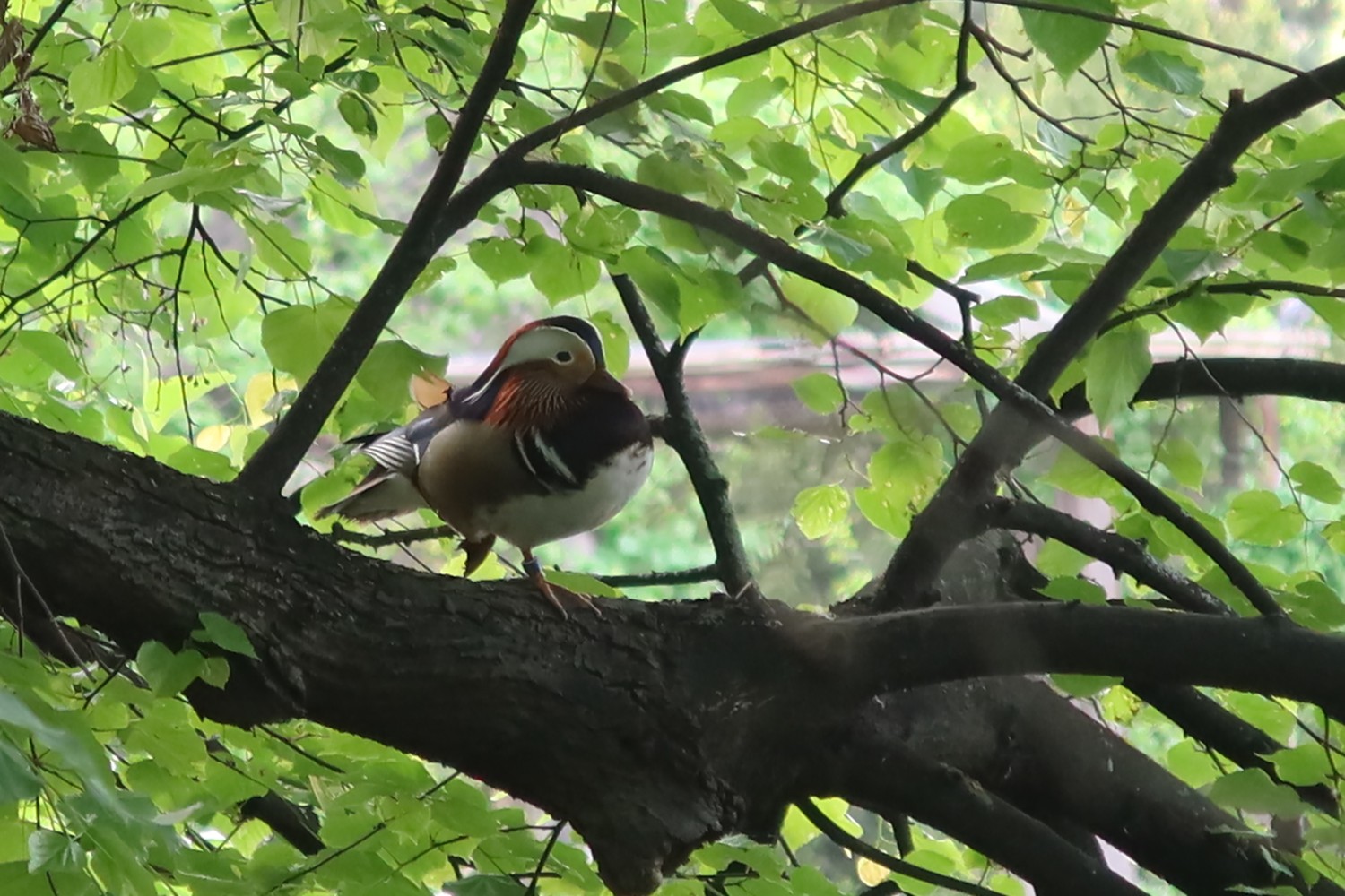 livebirdspoland_af9df3f4963502b0a38c4d2b0afe04f7.jpg