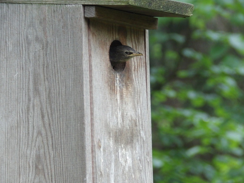 livebirdspoland_5f2fb0d552d9123544d2cc16ba3a8b81.jpg