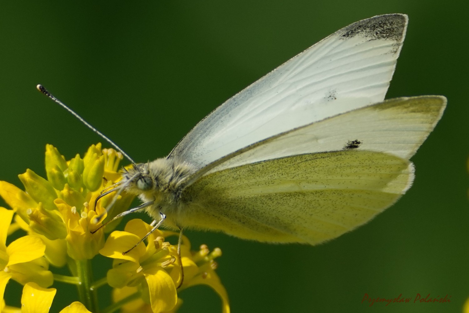 livebirdspoland_86e3fd88d3682478b5eea41c212ff57b.jpg