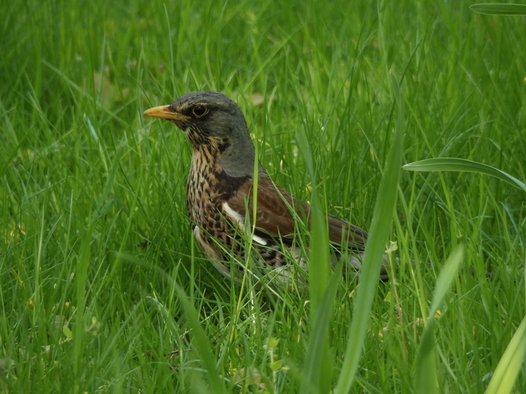 livebirdspoland_755d3448806ef56a15a7e3d67eaa7859.jpg