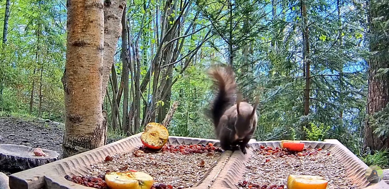 livebirdspoland_89ecdc669bd7bbe1f09516f62b666548.jpg