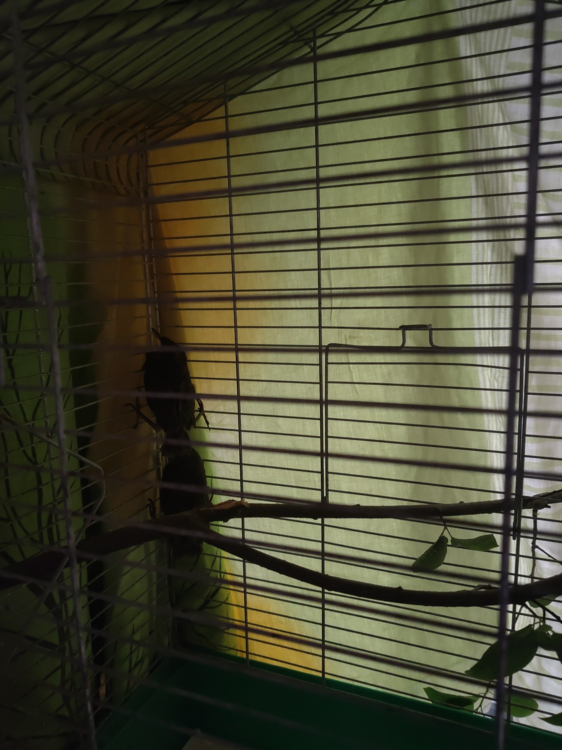 livebirdspoland_5de713681cc0d657a7cb871adfe2212a.jpg