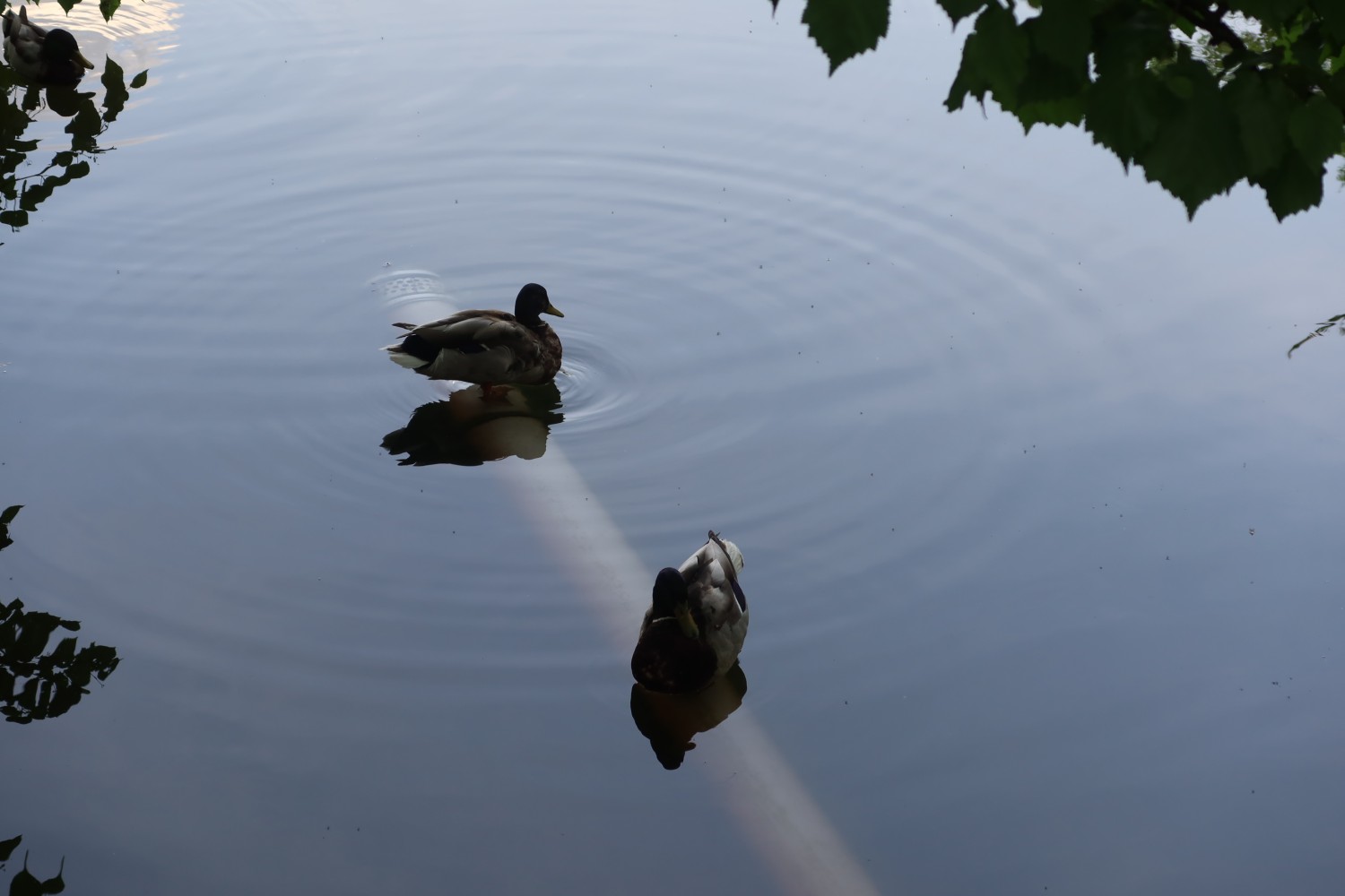livebirdspoland_ed6bf20fe91409eae921b41485edd216.jpg