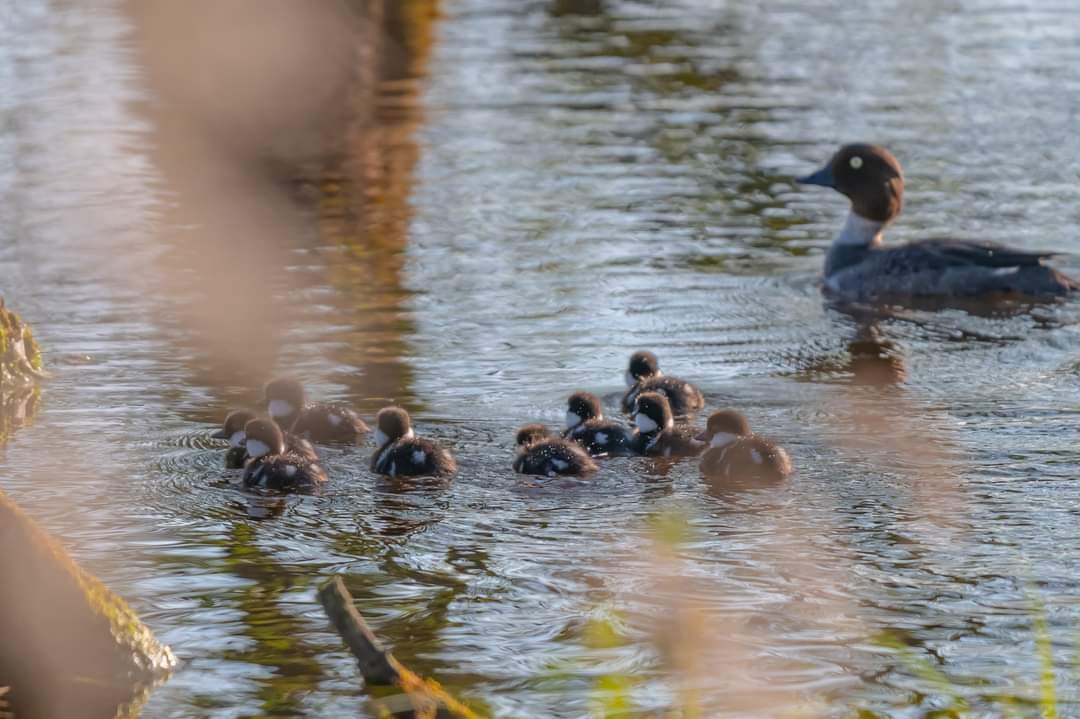 livebirdspoland_8b81f670bbe8b8123ca0d34d0b04392b.jpg